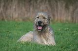 IRISH WOLFHOUND 326